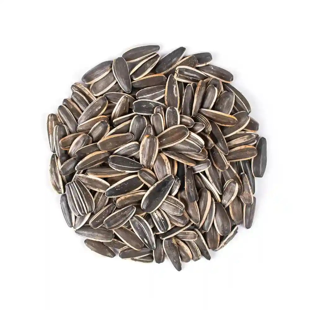 تخمه آفتابگردان